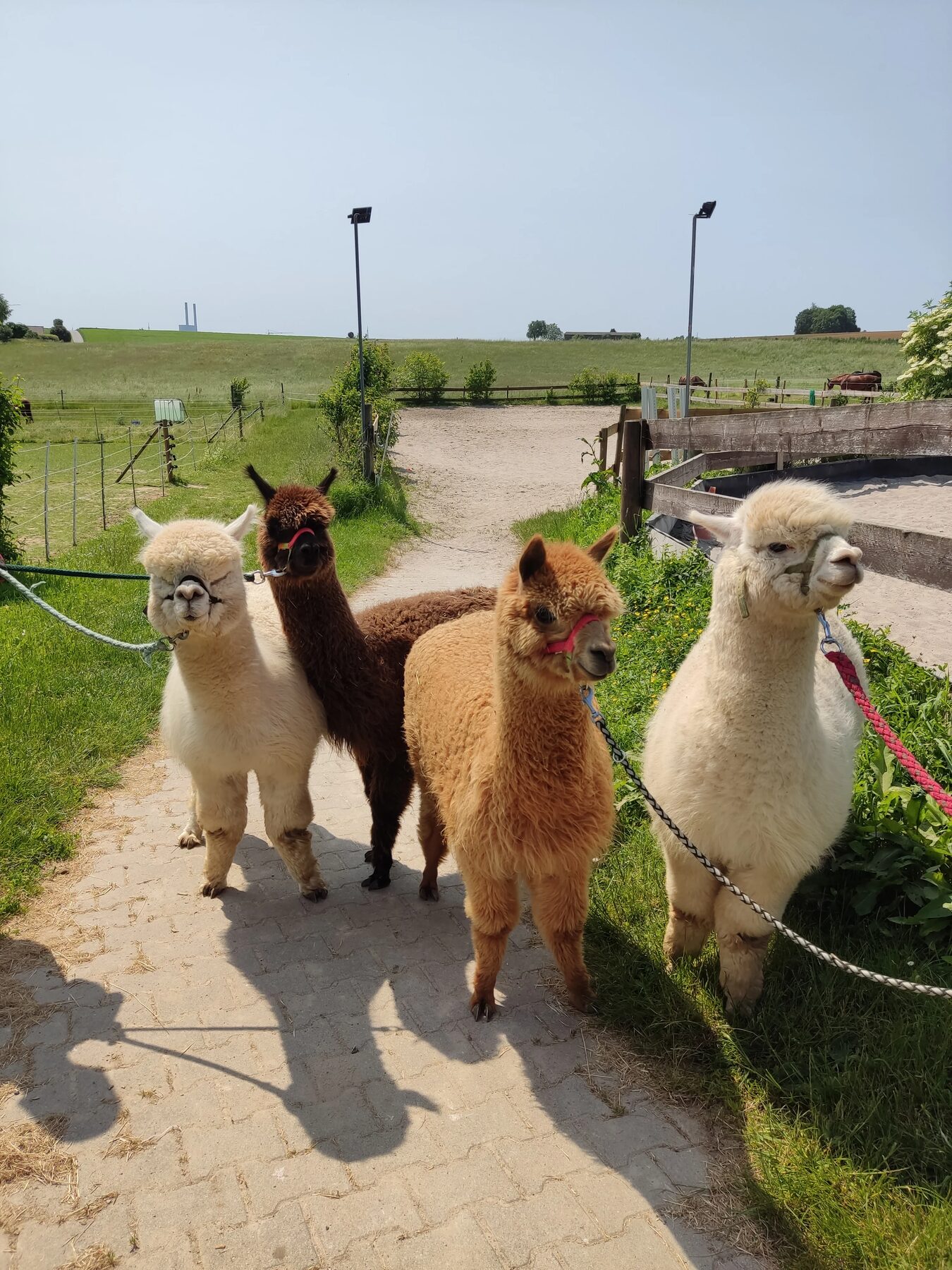 Vier Alpakas auf dem Weg über den Hof, im Hintergrund der Reitplatz der Wannenhöfe