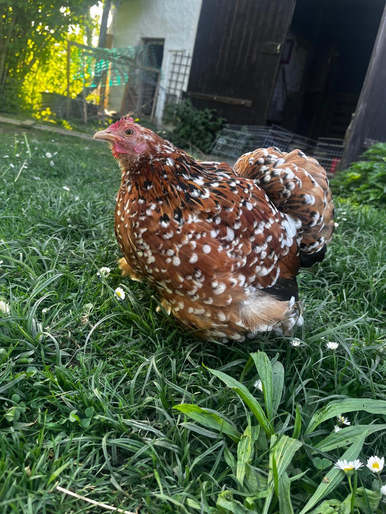 Gesprenkeltes Huhn im Gras