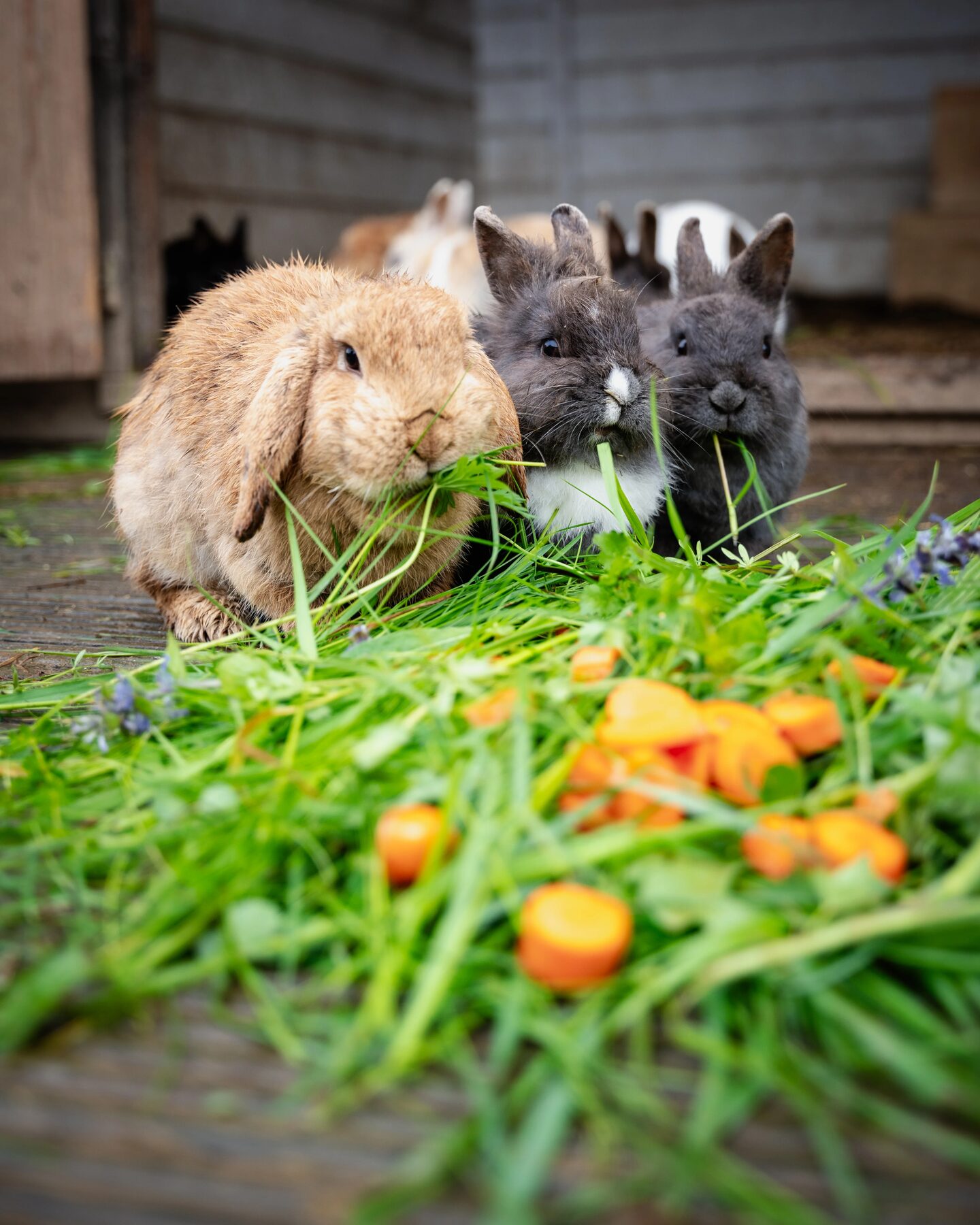 Mehrere Kaninchen fressen Gras und Karotten