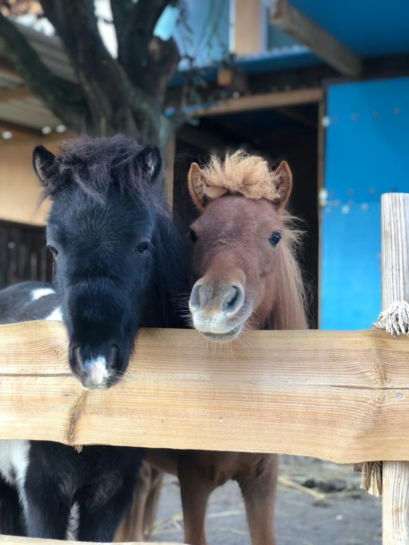 Zwei Ponys stecken die Köpfe neugierig über den Zaun